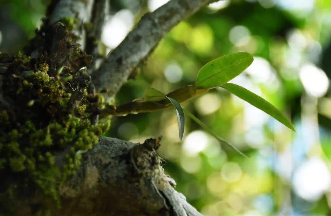 2021年賀開古樹秋茶多少錢一公斤？