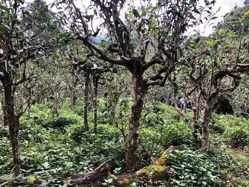 2021年班盆古樹秋茶多少錢一公斤？