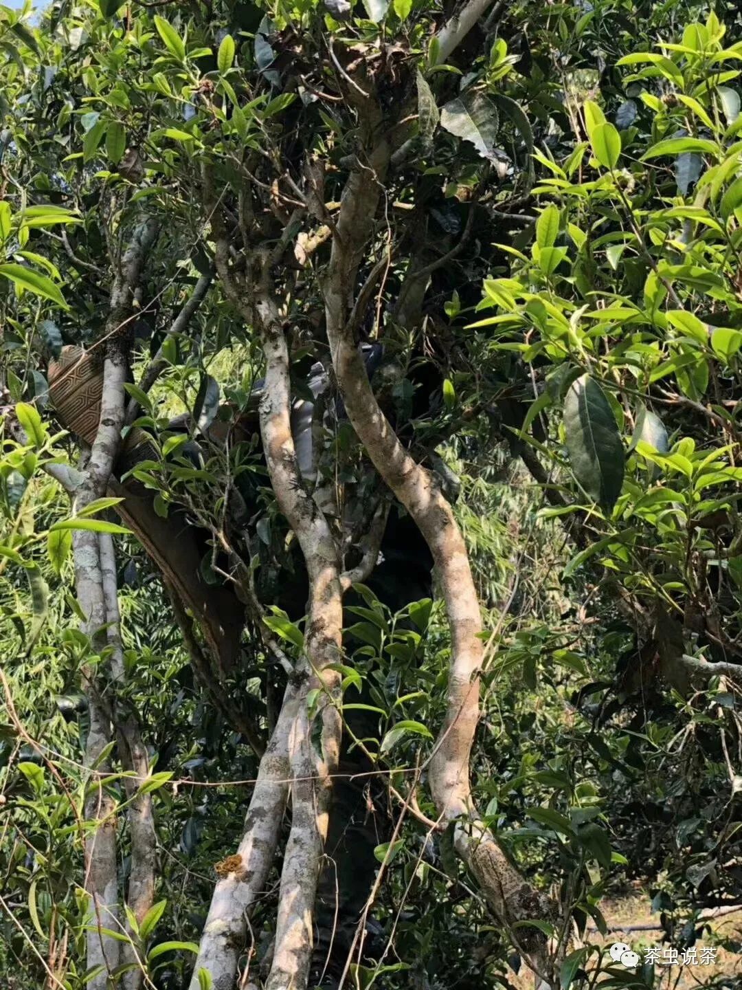 2021年廣別老寨古樹秋茶價格？