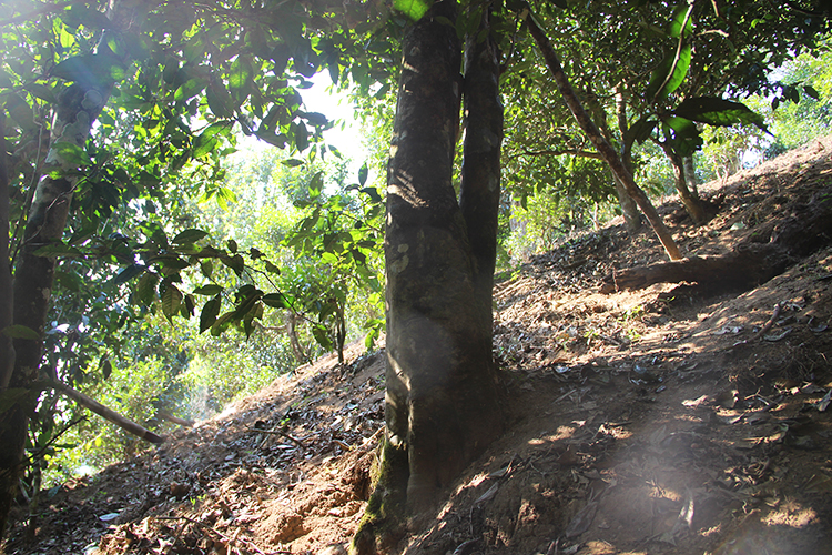 2021年廣別老寨古樹秋茶為何被稱為妖茶？