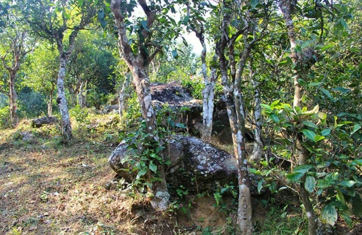 2021年勐宋那卡古樹秋茶特點(diǎn)？