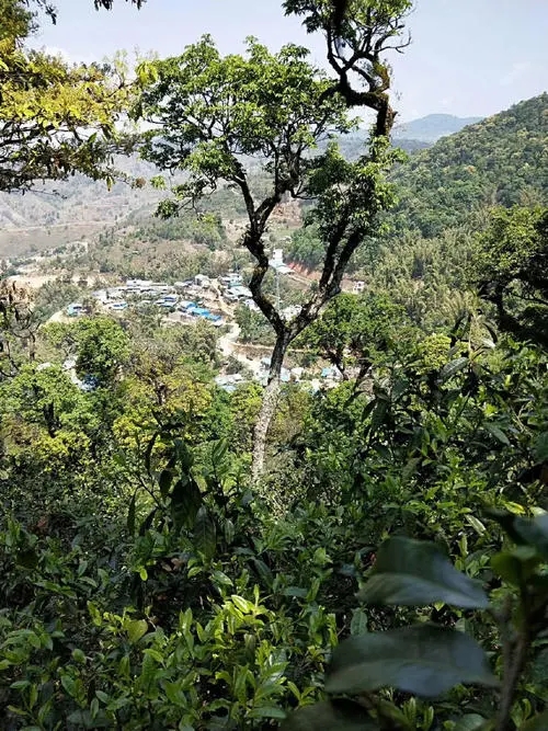 2021年勐宋那卡古樹秋茶價格？