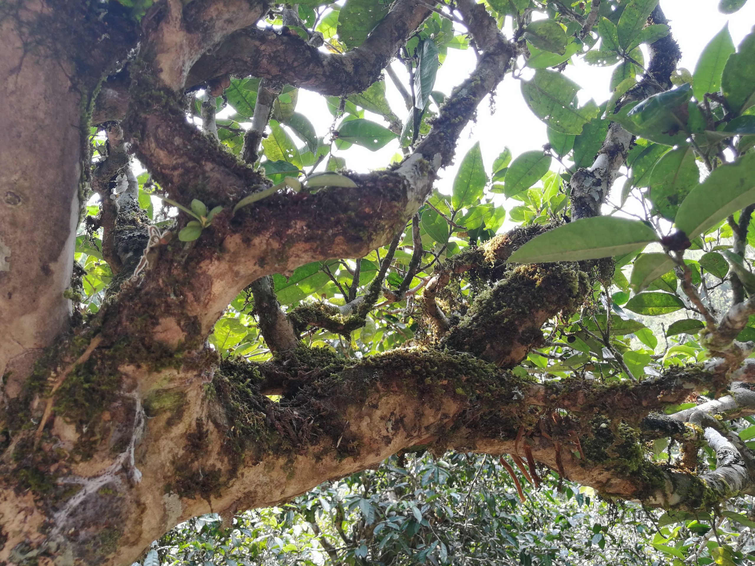 2021年勐宋那卡古樹(shù)秋茶多少錢(qián)一公斤？