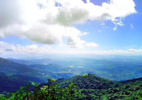 2021年滑竹梁子古樹秋茶特點？