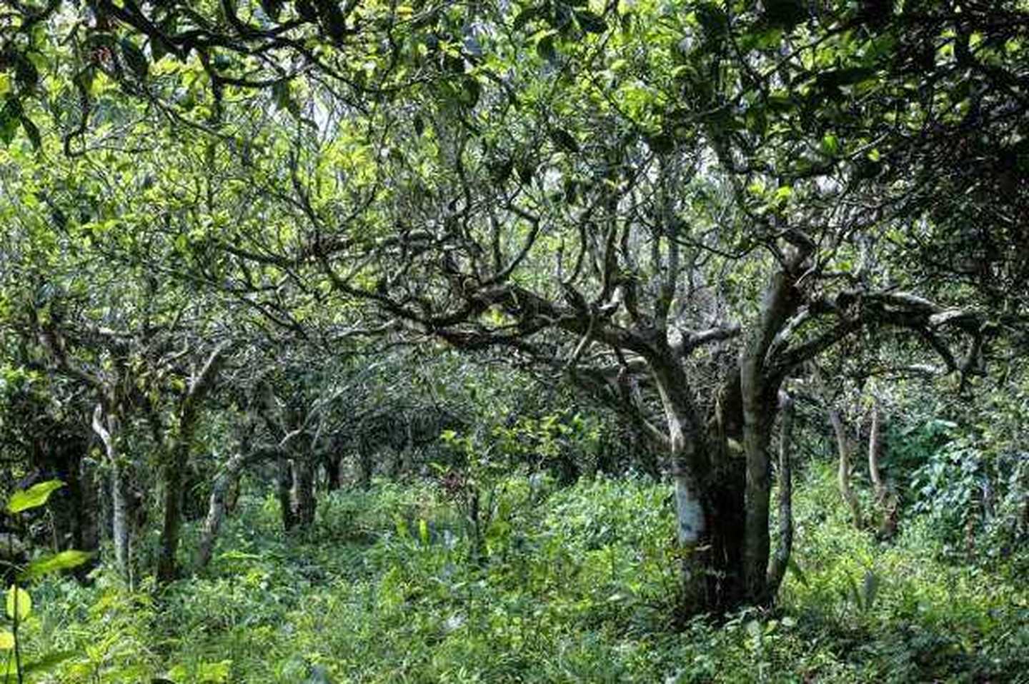 2021年滑竹梁子古樹(shù)秋茶口感？