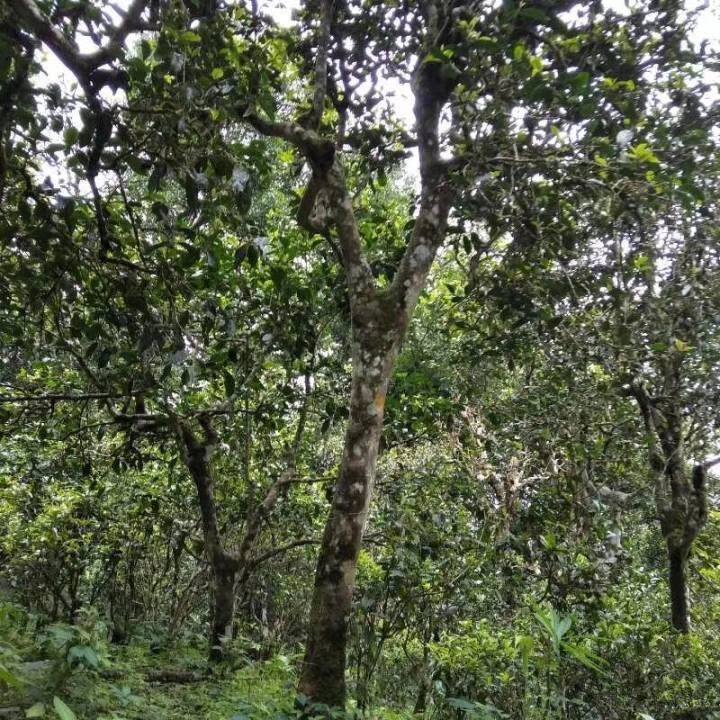 2021年巴達(dá)山章朗古樹秋茶口感？