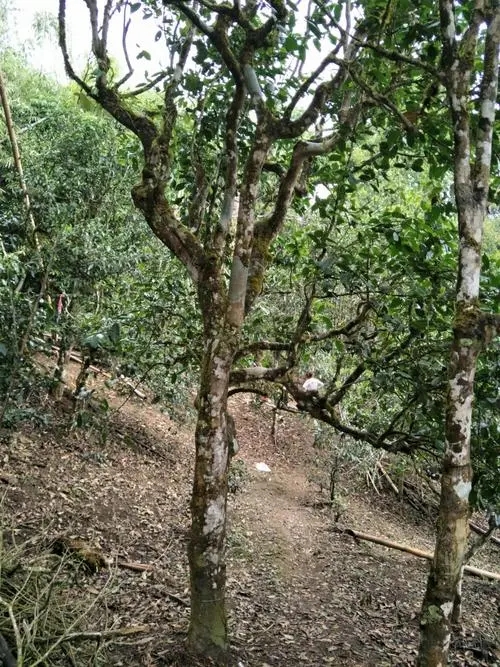 2021年巴達山章朗古樹秋茶價格？