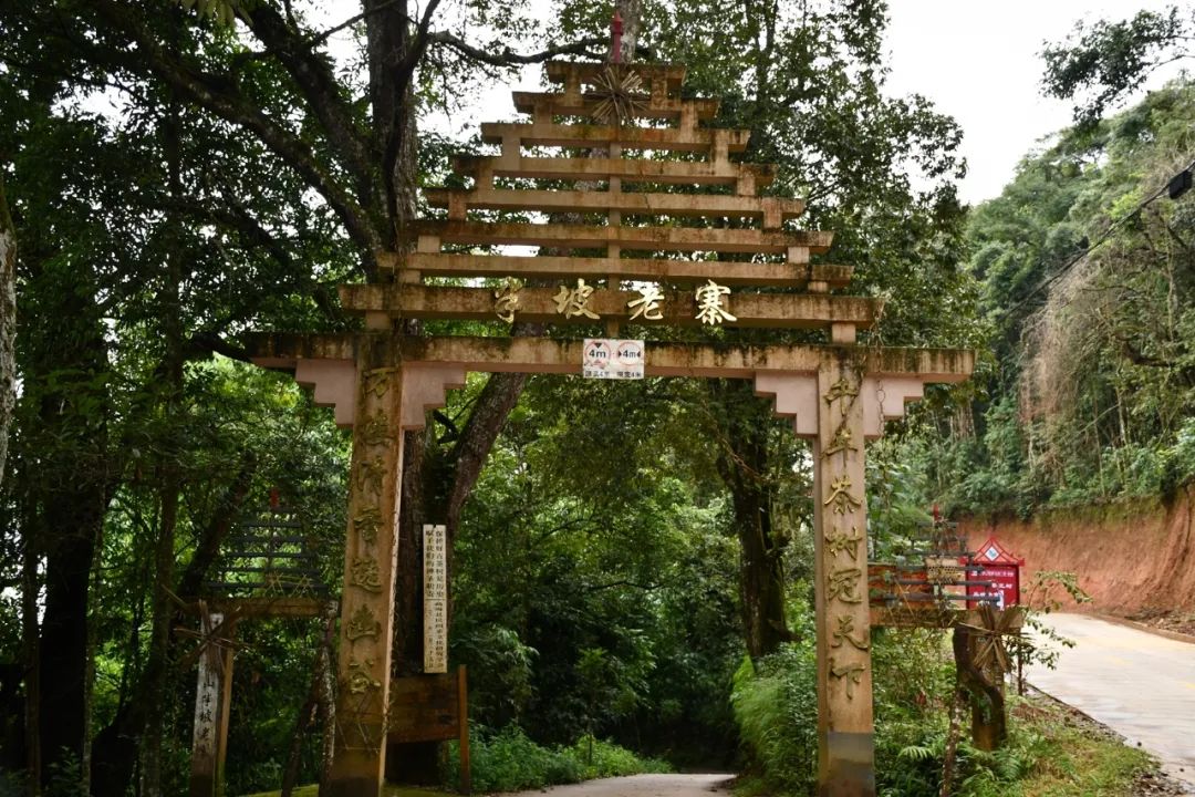 2021年南糯山半坡老寨古樹(shù)秋茶特點(diǎn)？