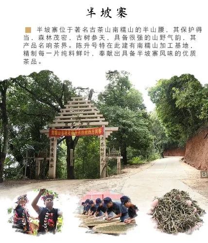 2021年南糯山半坡老寨古樹秋茶品鑒！