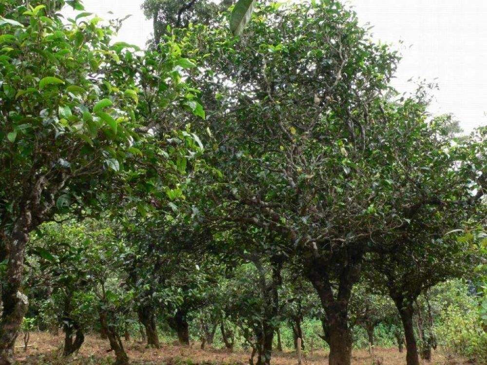 2022年須立貢茶為何備受皇室青睞!揭秘！