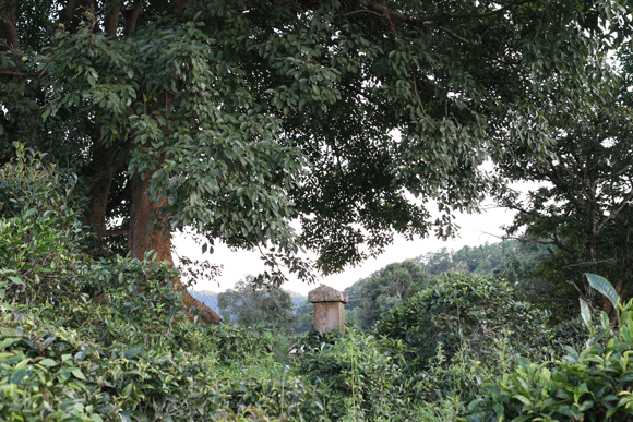 2022年迷帝古樹春茶口感是什么？