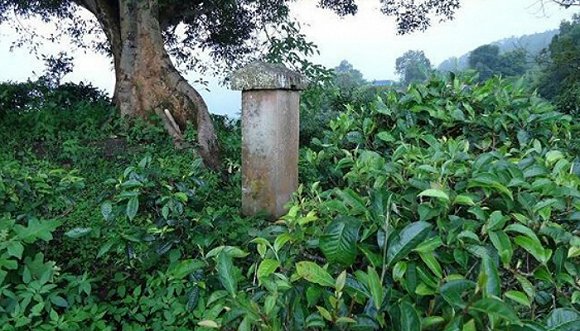 2022年迷帝古樹春茶價格？