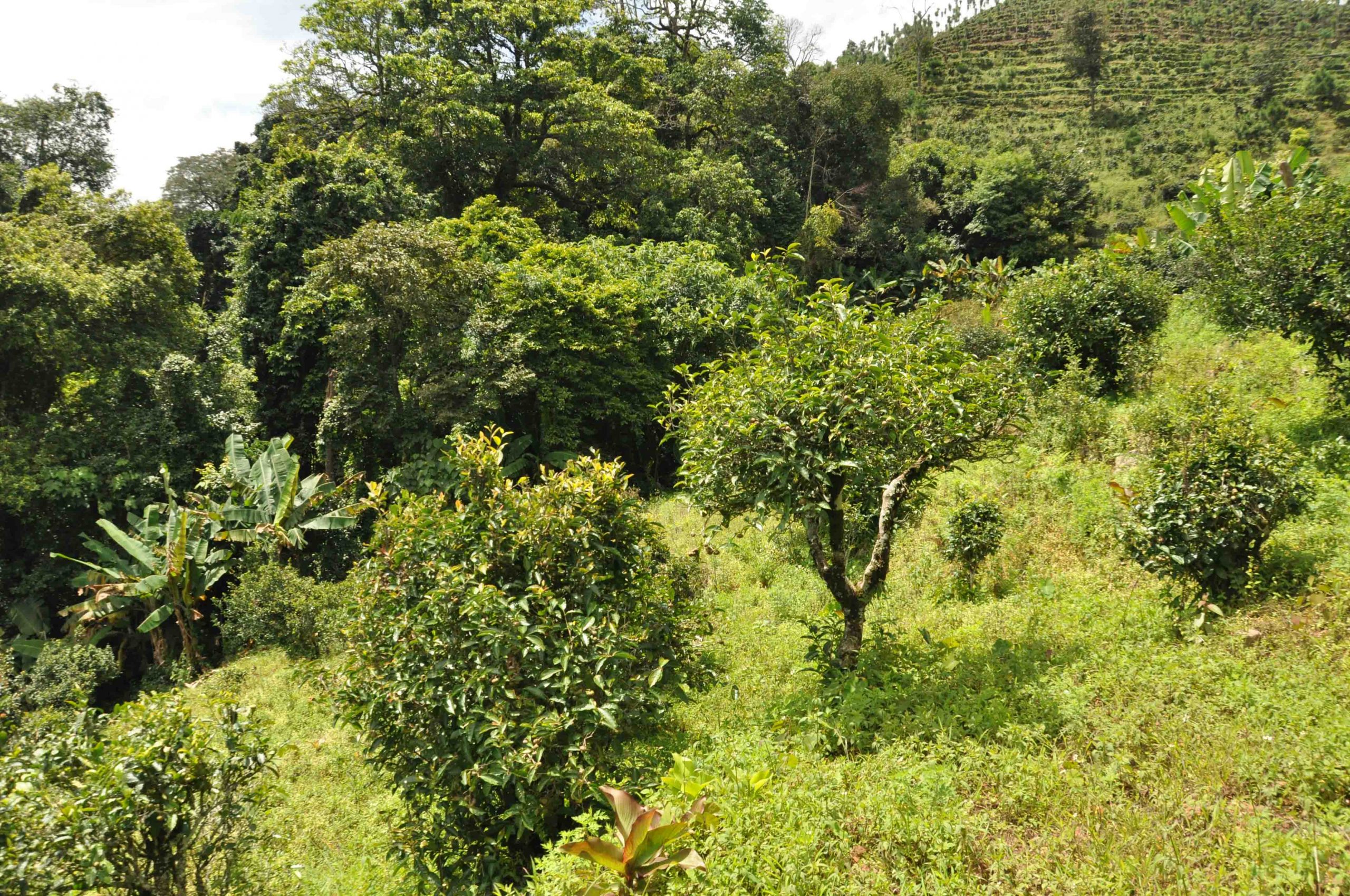 2022年墨江鳳凰窩古樹春茶特點是什么？