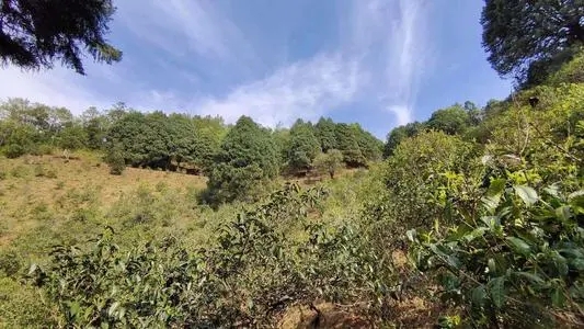 2022年墨江鳳凰窩古樹春茶口感是什么？