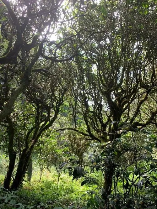 2022年墨江鳳凰窩古樹春茶多少錢一公斤？