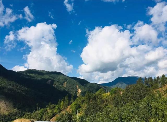 2022年景谷黃草壩古樹春茶多少錢一公斤？