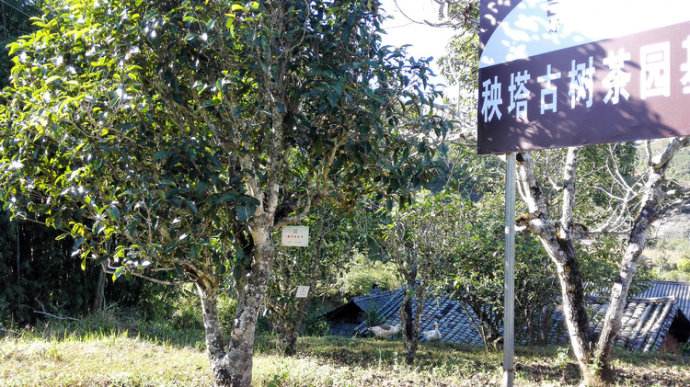 2022年景谷秧塔古樹春茶詳情介紹！