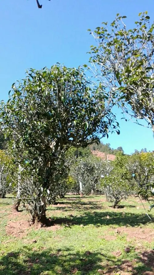 2022年景谷秧塔古樹(shù)春茶價(jià)格是多少？