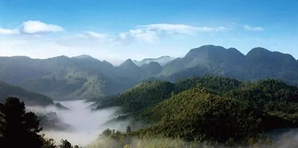 2022年景谷苦竹山古樹(shù)春茶口感？