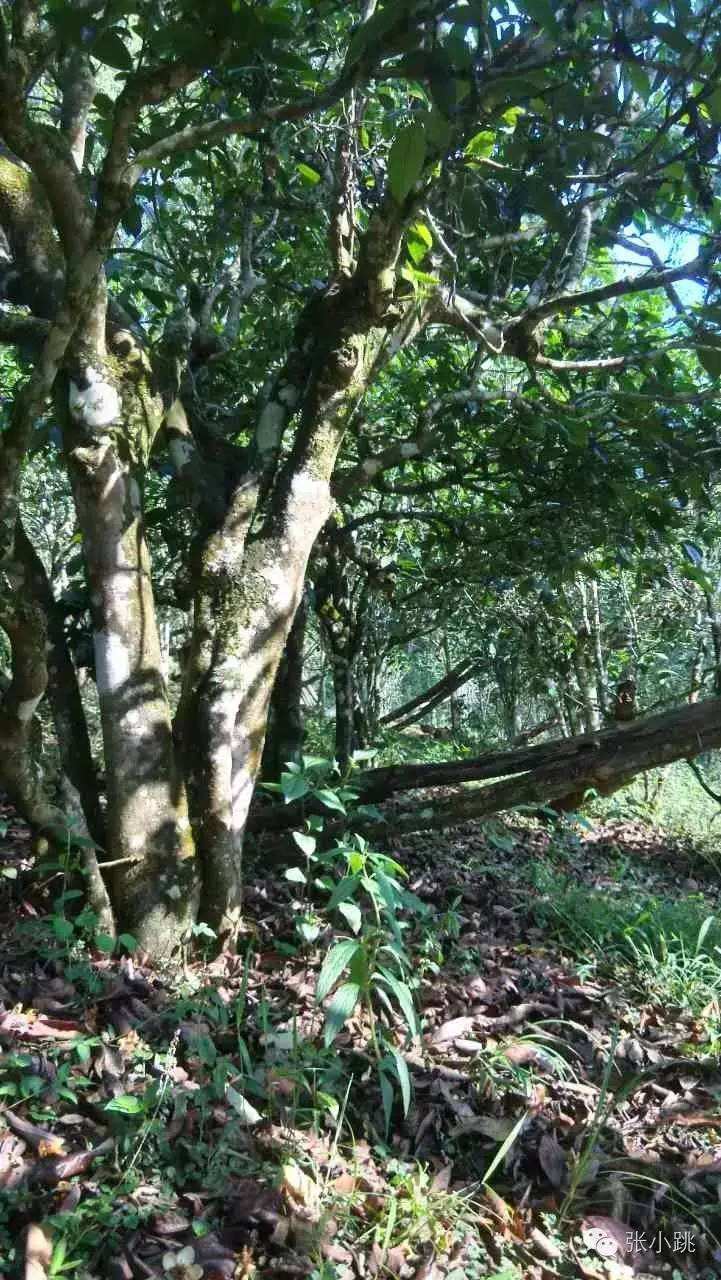 2022年景谷苦竹山古樹春茶價格多少？