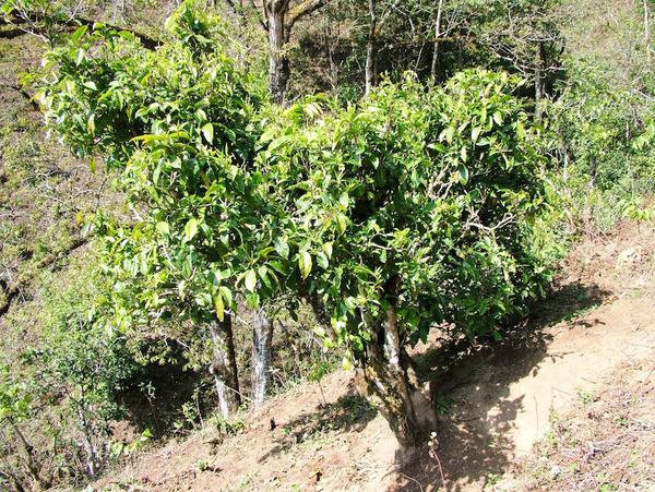 2022年景東御筆古茶山古樹(shù)春茶特點(diǎn)？