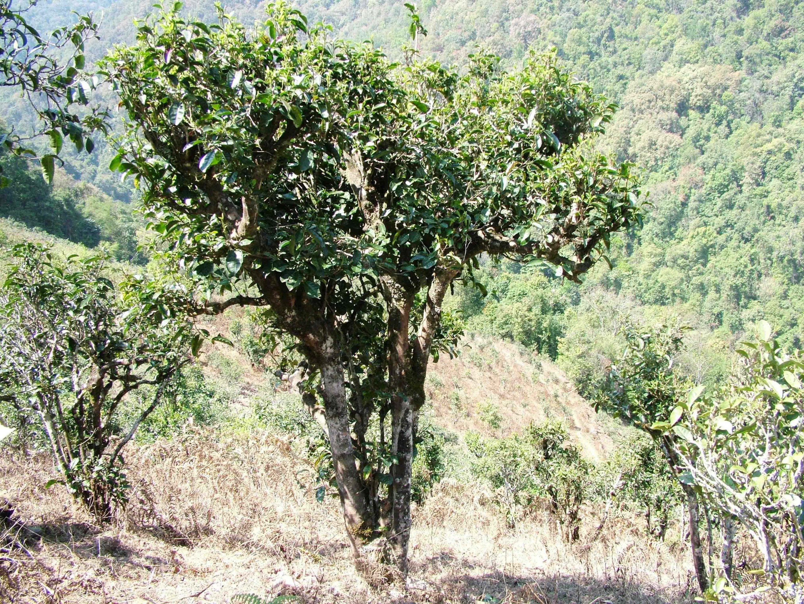 2022年景東御筆古樹春茶口感是什么？