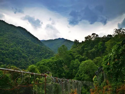 2022年景東御筆古樹(shù)春茶價(jià)格多少？