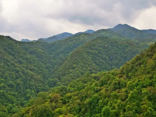 2022年無(wú)量山古樹(shù)春茶迎春“綻放”！