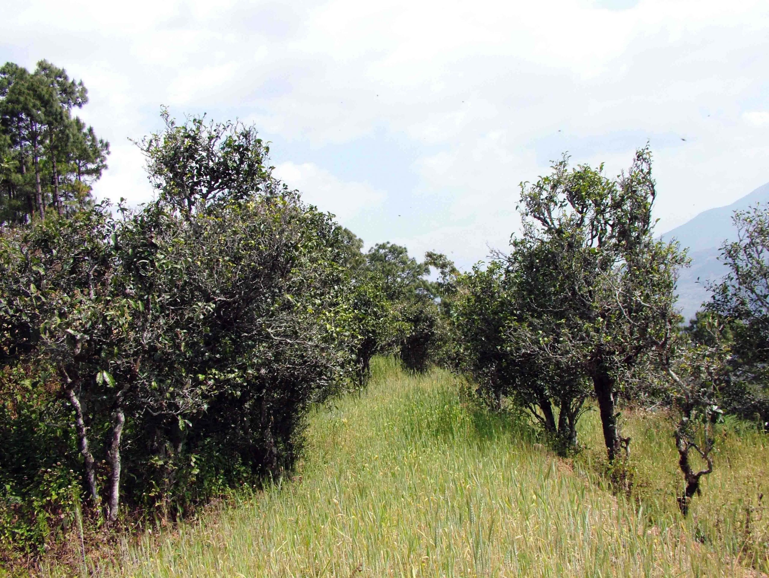 2022年景東老倉福德古樹春茶口感特點？