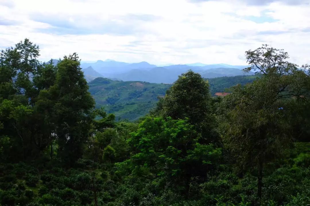 2022年景東祭茶祖 迎春茶，古樹(shù)春茶多少錢(qián)一公斤？