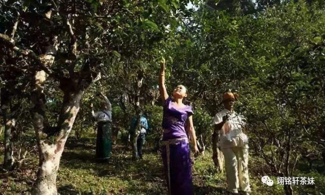2022年鎮(zhèn)沅爺號(hào)大爺馬鄧古樹春茶特點(diǎn)？