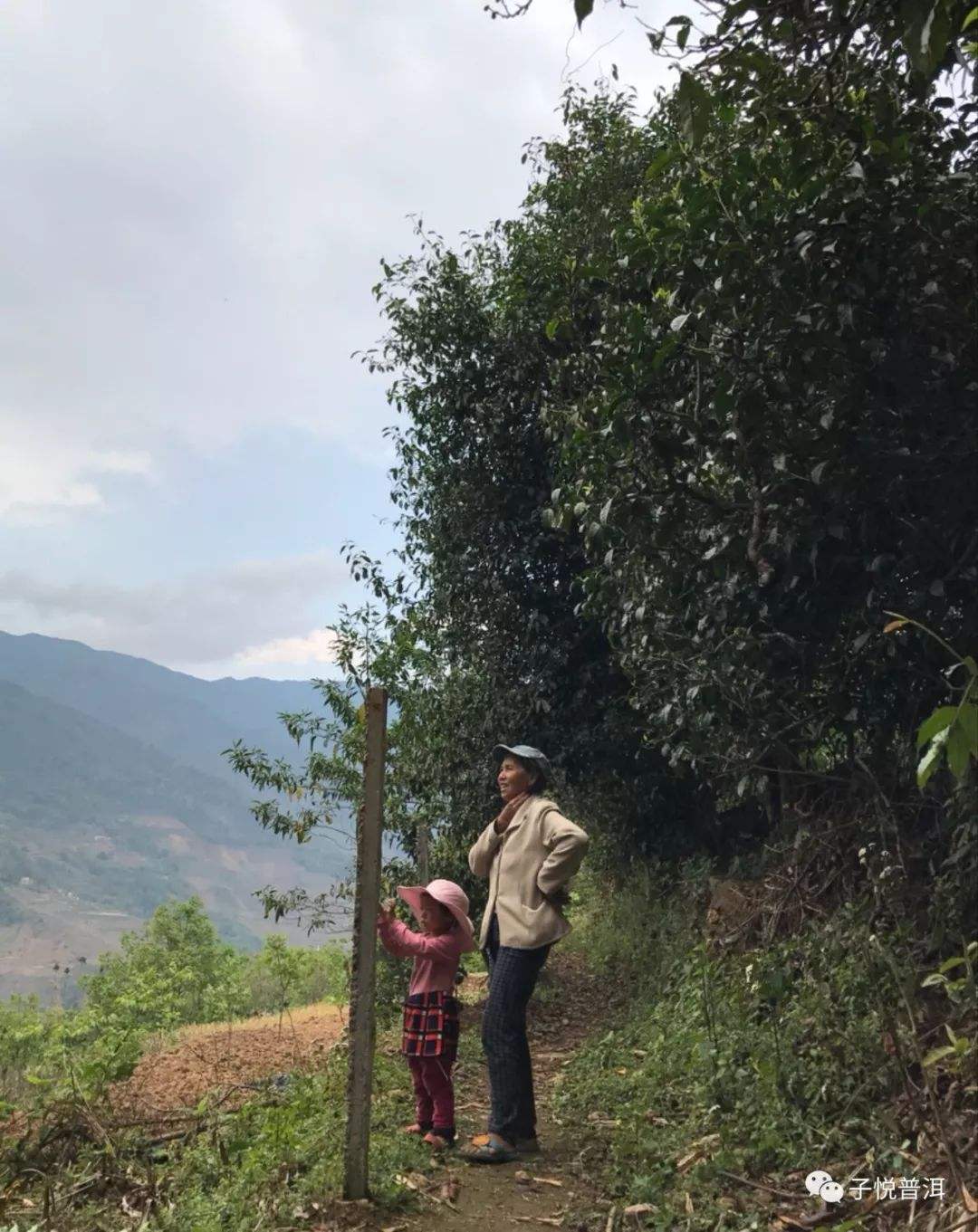 2022年鎮(zhèn)沅馬鄧古樹春茶多少錢一公斤？