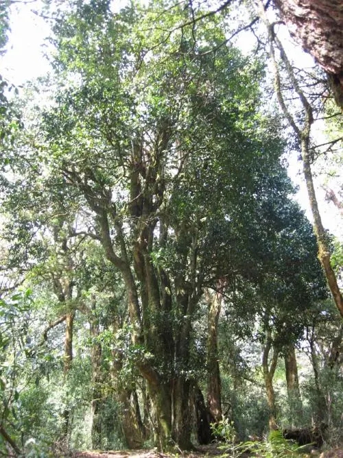 2022年鎮(zhèn)沅馬鄧古樹春茶價格是多少？