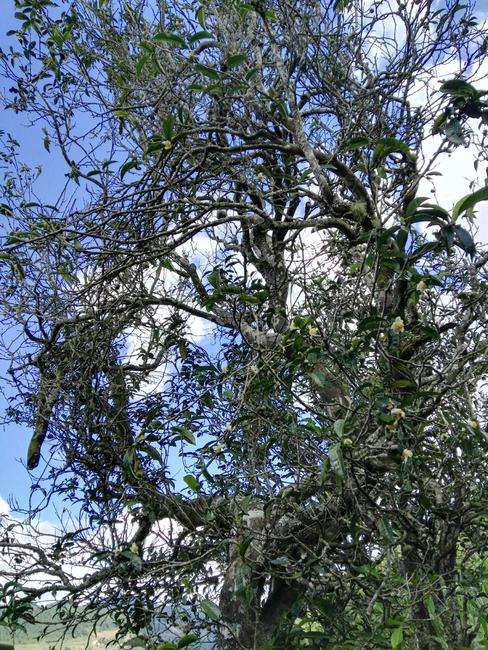 2022年鎮(zhèn)沅老海塘古樹春茶特點？