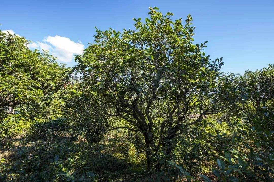 2022年鎮(zhèn)沅老海塘古樹春茶口感？