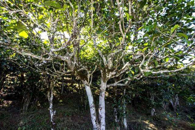 2022年鎮(zhèn)沅老海塘古樹春茶價(jià)格？