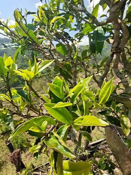 2022年鎮(zhèn)沅砍盆箐古樹春茶特點？