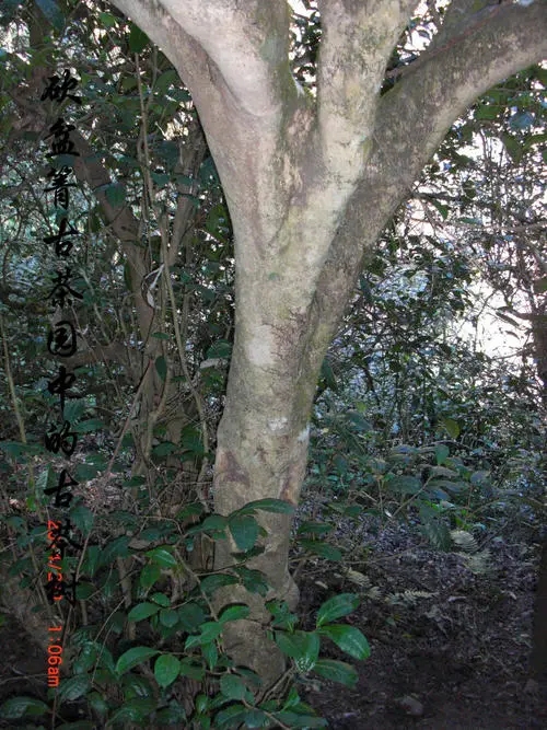 2022年鎮(zhèn)沅砍盆箐古樹(shù)春茶多少錢(qián)一公斤？