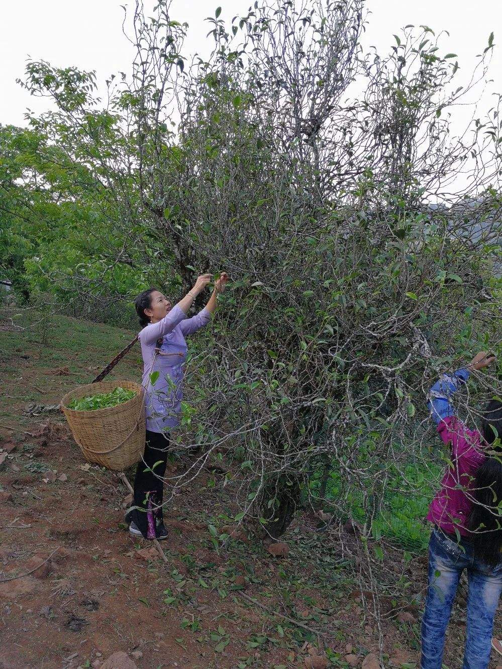 2022年鎮(zhèn)沅打筍山古樹春茶口感？