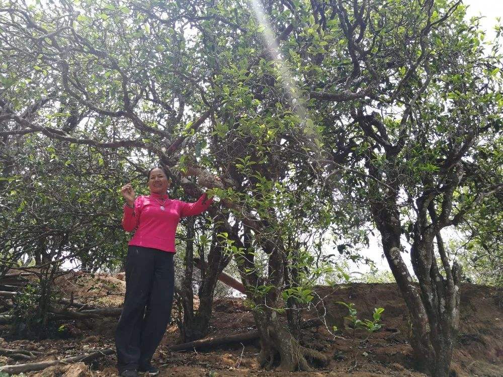 2022年鎮(zhèn)沅打筍山古樹春茶特點？