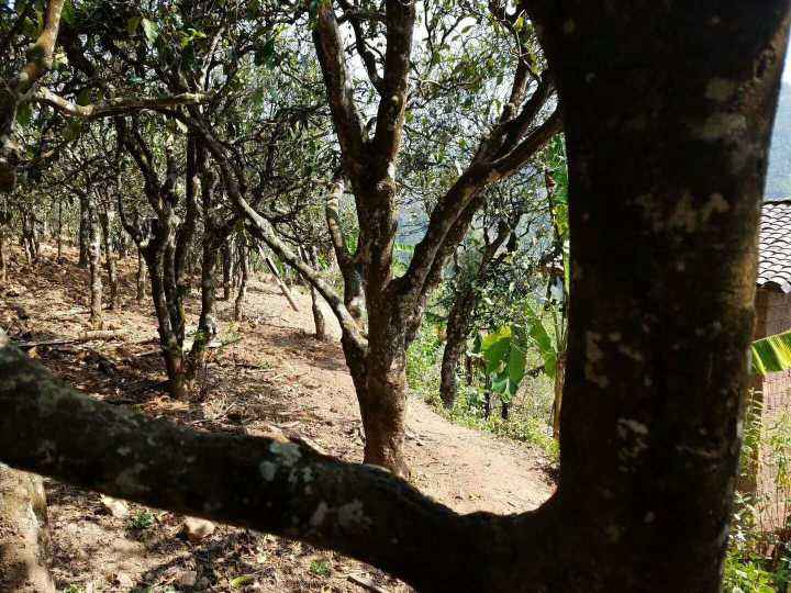 2022年鎮(zhèn)沅打筍山古樹(shù)春茶多少錢(qián)一公斤？