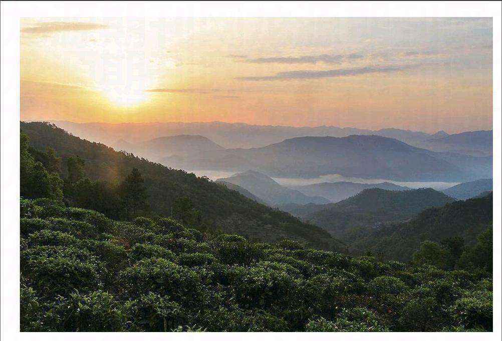 2022年鎮(zhèn)沅老烏山古樹春茶口感？