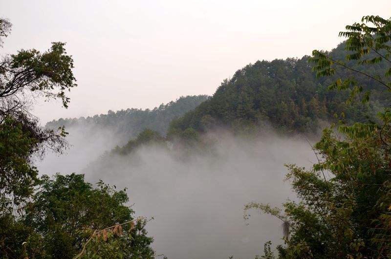2022年鎮(zhèn)沅老烏山古樹(shù)春茶多少錢(qián)一公斤？