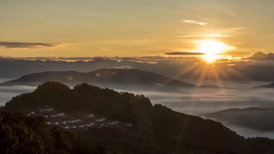 2022年別樣的味道，鎮(zhèn)沅老烏山古樹(shù)春茶