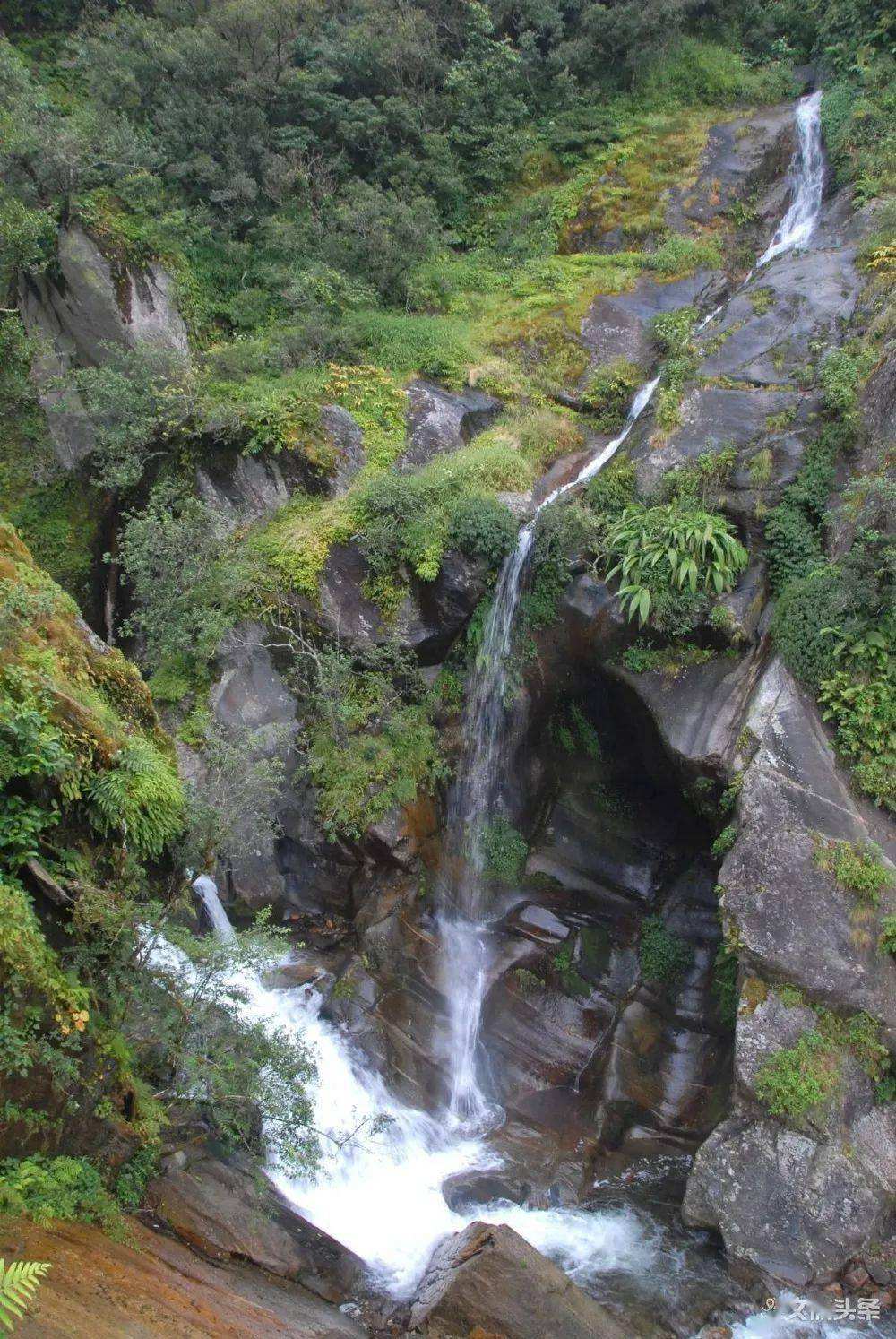 2022年鎮(zhèn)沅千家寨古樹(shù)春茶特點(diǎn)？