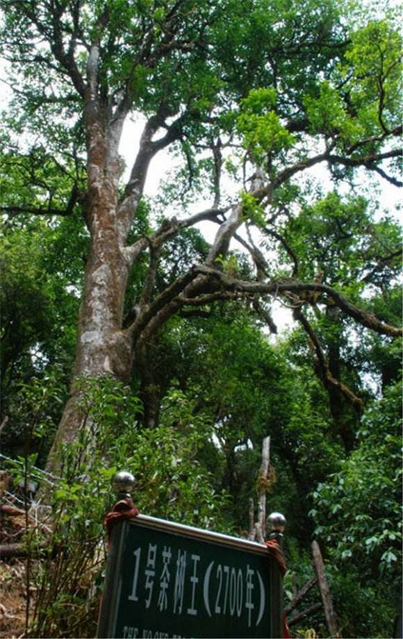 2022年鎮(zhèn)沅千家寨古樹(shù)春茶價(jià)格？