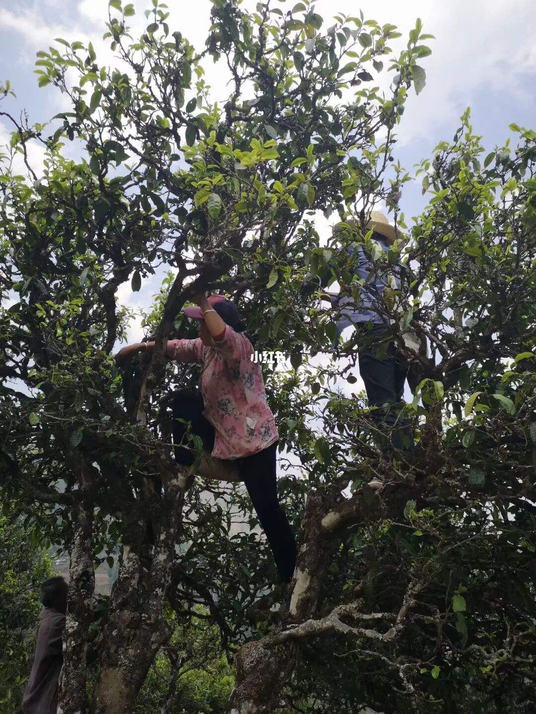 2022年寧洱擺尾箐古樹(shù)春茶特點(diǎn)？