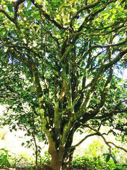 2022年這個(gè)春天，回到家鄉(xiāng)擺尾箐，與家人一起用心制茶！