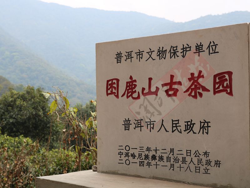 2022年困鹿山古樹春茶多少錢一公斤？