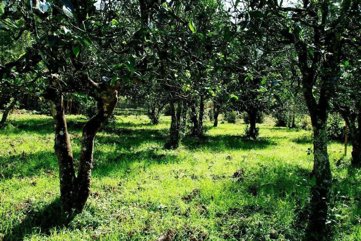 2022年困鹿山古樹春茶價(jià)格？